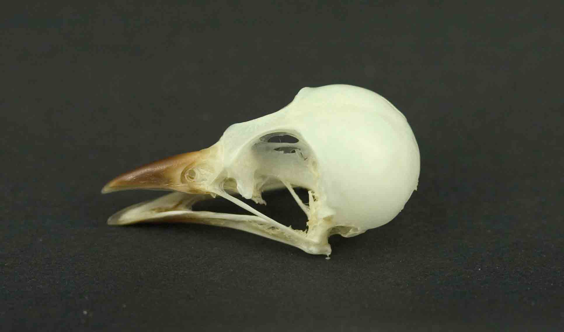 Cranio: Cinciallegra